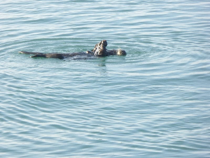 MorroBaySeeotter